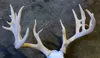 Antler Set - Air Heads - 20% Scale