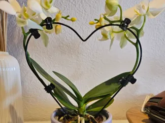 Herzförmige Orchideen-Stütze – Pflanzenführung