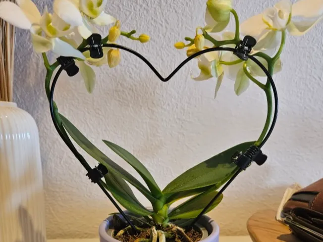 Herzförmige Orchideen-Stütze – Pflanzenführung