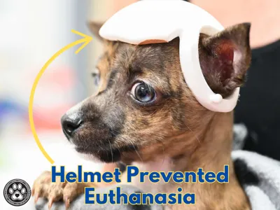 Dog Helmet - Getting Adoption Family a 3D Printer