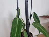 0.2mm layer, 3 walls, 15% infill