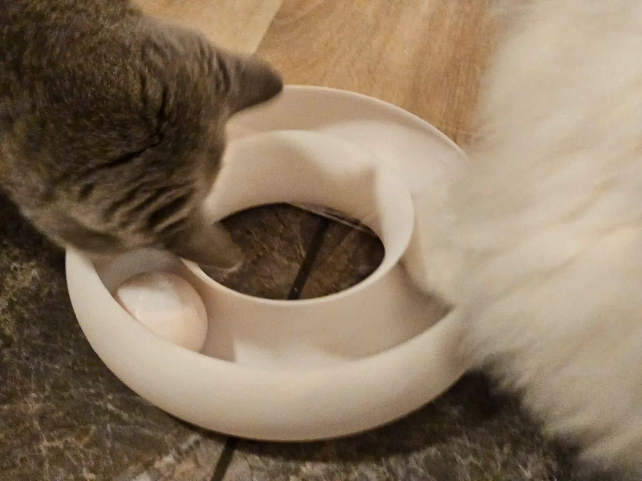 Cat Ring Toy Donut - Inifinty Ball Loop view 4