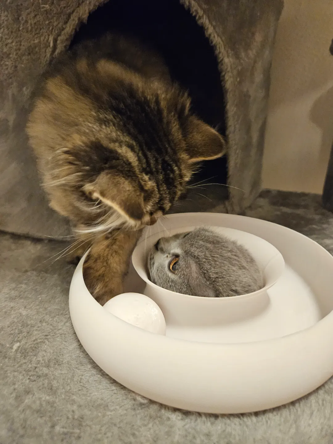 Cat Ring Toy Donut - Inifinty Ball Loop view 2