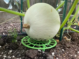 Melon cradle