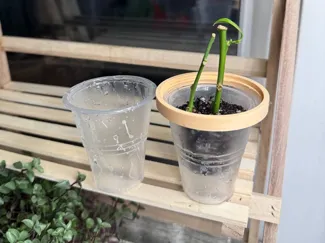 Mini greenhouse 100 ml