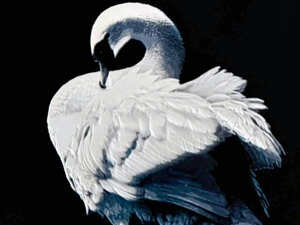 Swan | HueForge Style | Chroma Canvas