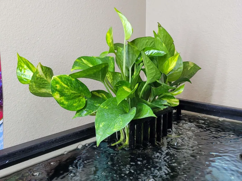 Aquarium Planter *no supports*