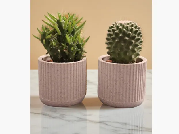 ribbed succulent planter
