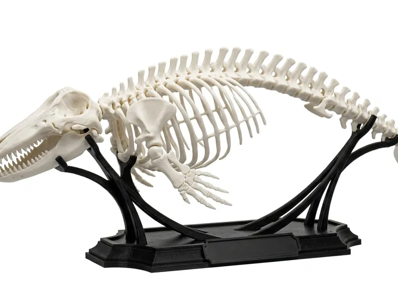 Orca skelett