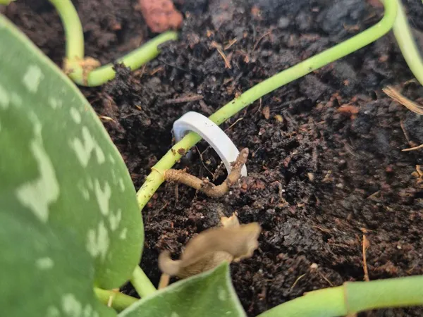 https://makerworld.bblmw.com/makerworld/model/US11b63b214b9e9b/design/2025-10-14_301119bc57c1f8.jpg
