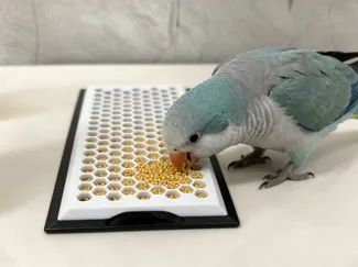 虎皮鹦鹉觅食盘