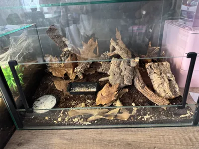 Suspended Hand Trapdoor Terrariums