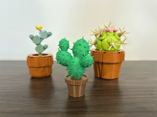 Potted Cactus