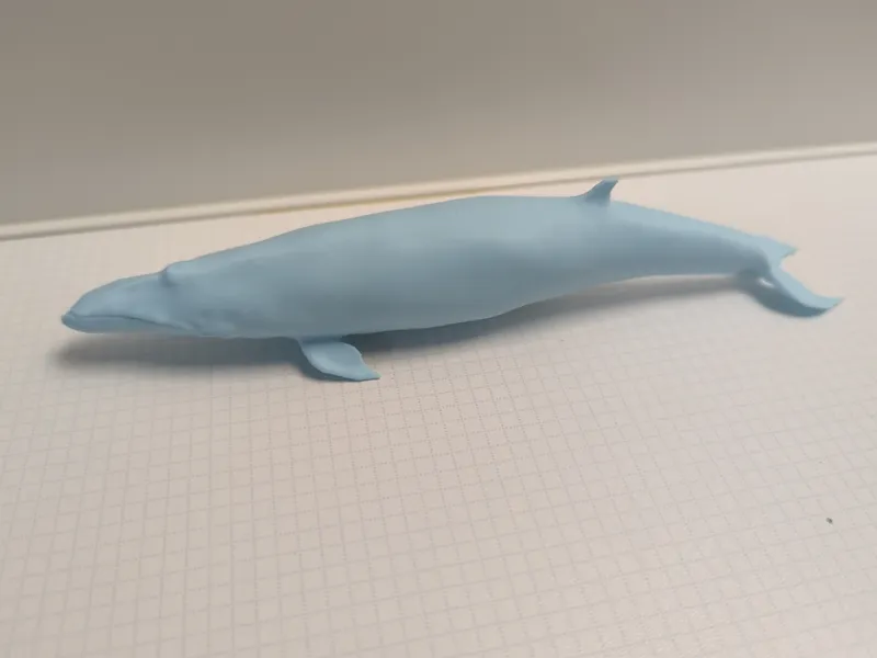 Minke whale