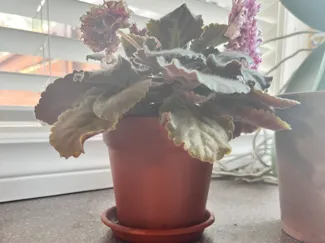 Planter with drip tray