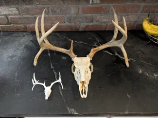 Deer skull