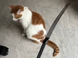逗猫棒
