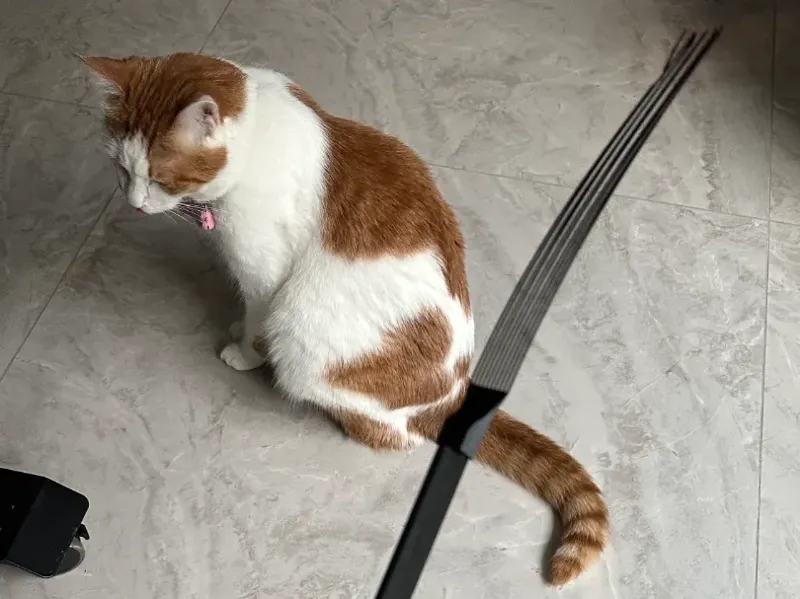 逗猫棒