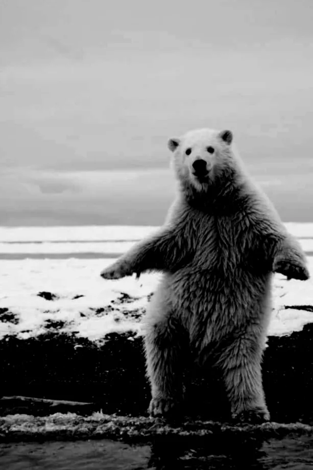 Hueforge - Standing Polar Bear