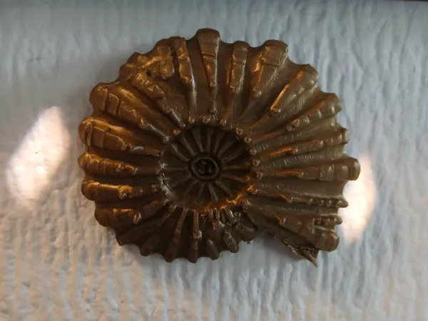 Ammonite fossile décorative