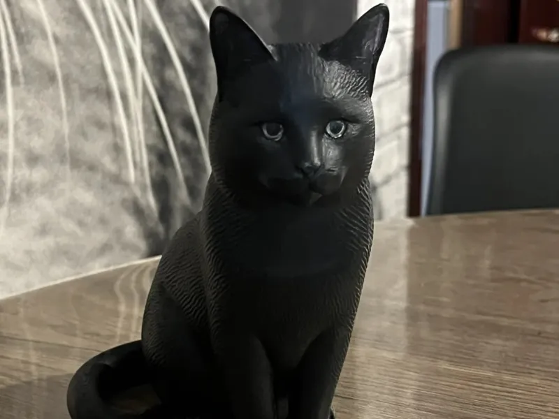 Shorthair cat