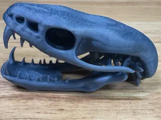 Snake Skull