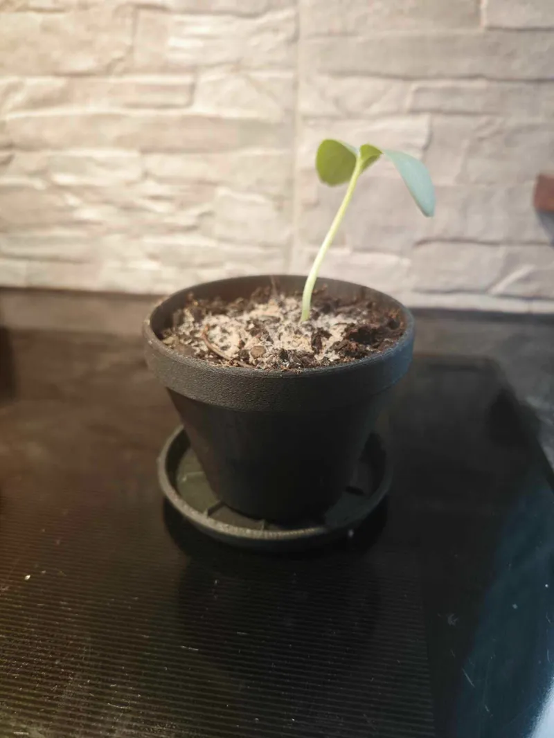 Simple Pot and Saucer