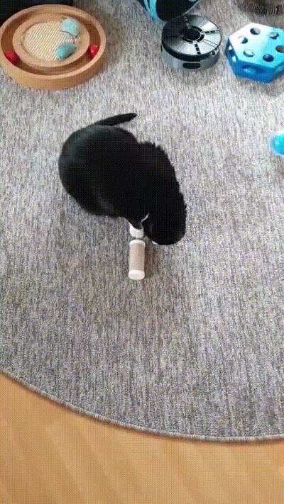 Toilet Paper Roll Treat Dispenser