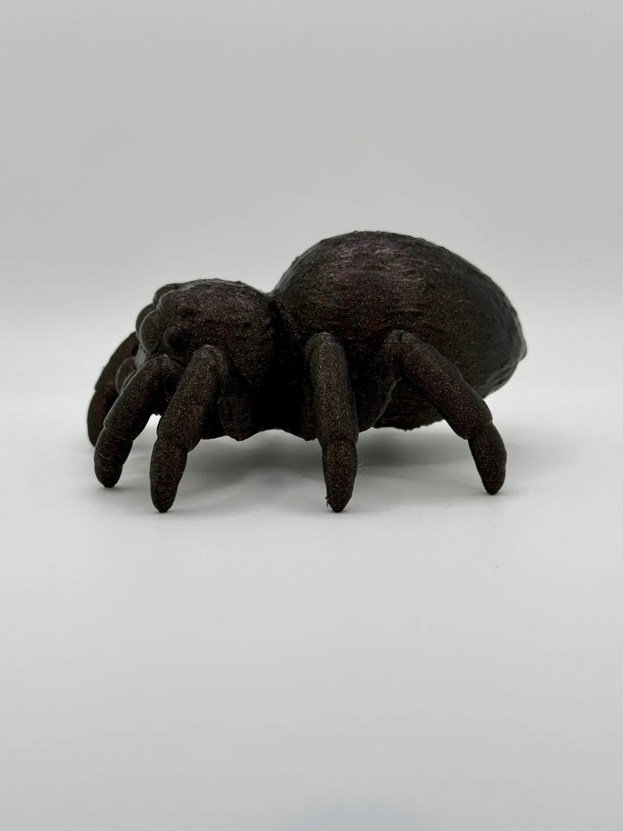 Cute Little Jumping Spider view 3