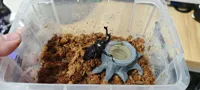 （牧野）8g窄口果冻台版本