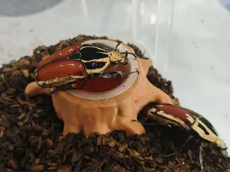 树桩甲虫果冻台
