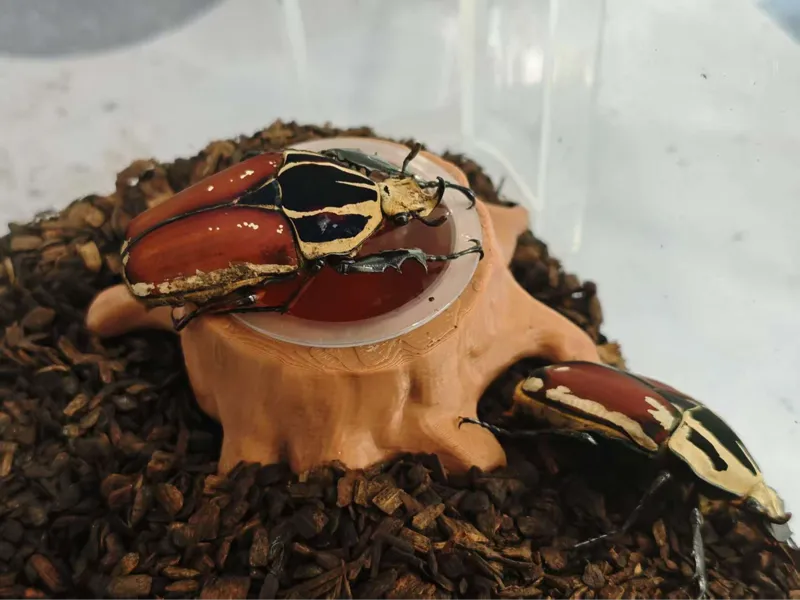 树桩甲虫果冻台