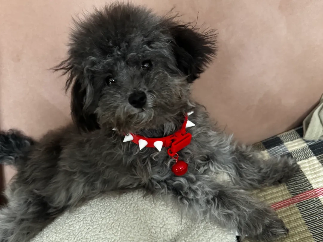 恶犬项圈 狗项圈