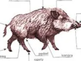 boar