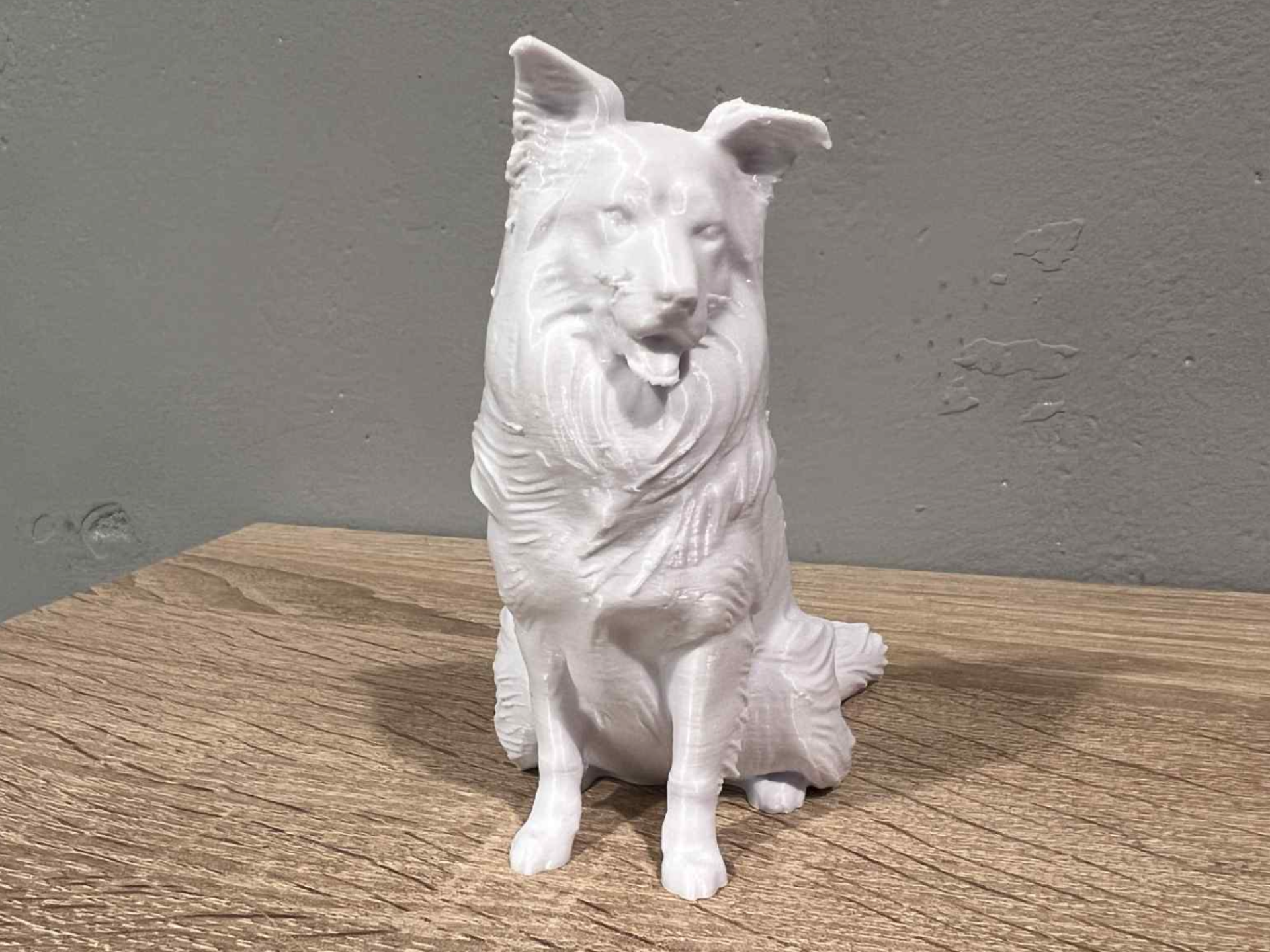Sitting Border Collie - Animal - Dog