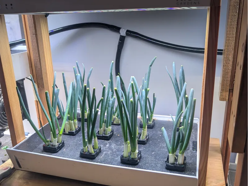 Rise Garden Green Onion Propagation Covers