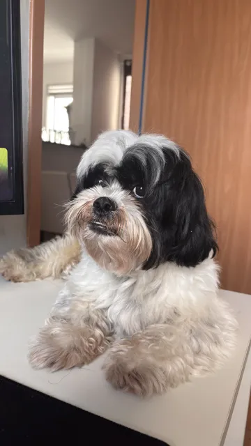 Accesorio para impresora 3D: Luck Dog Shih Tzu Dog Figurine (Multi-Color / AMS) — vista de referencia 3