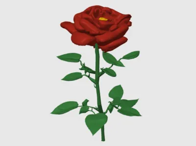 A beautiful rose flower