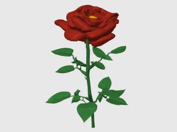 A beautiful rose flower