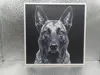 Dutch Shepherd_167x170_A1 Mini