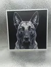 Dutch Shepherd_167x170_P1S