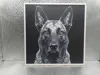 Dutch Shepherd_167x170_X1C