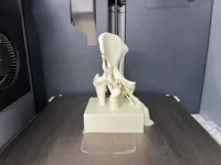 Hip Joint - Split Parts (AMS for Labels Only)