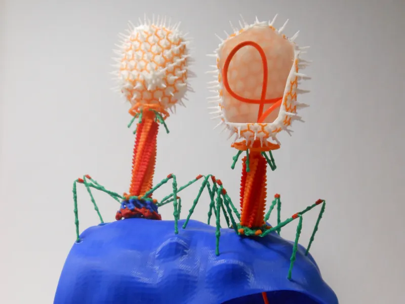 Bacteriophage vs Bacteria - diorama