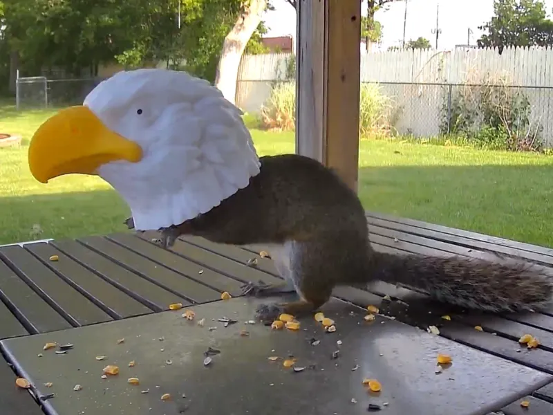 Bald Eagle Squirrel Feeder
