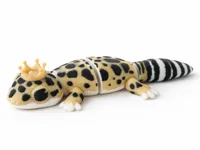 Gecko with royal crown