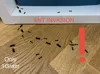 Big ant 