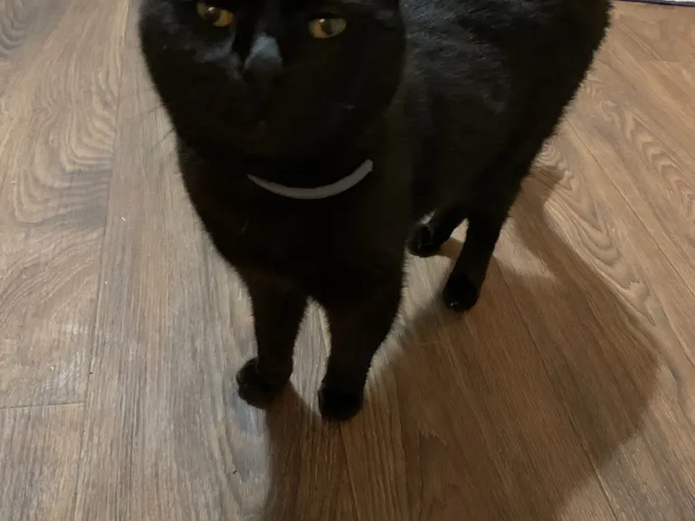Mitsie