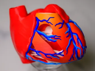 Human heart anatomy