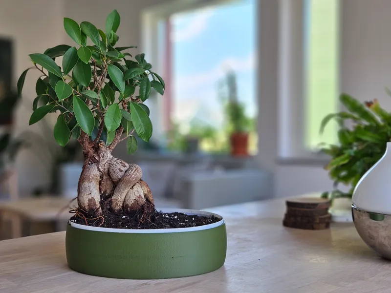 Bonsai planter pot oval
